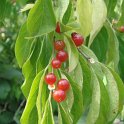 Deutzia schneideriana 'Laxiflora' fruit P1D